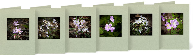Claytonia virginica (Spring Beauty), Cardamine bulbosa (Spring Cress), Claytonia virginica (Spring Beauty), Geranium maculatum (Wild Geranium), Claytonia virginica (Spring Beauty), Geranium maculatum (Wild Geranium)