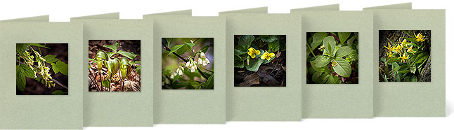 Ribes nigrum (American Currant), Arisaema triphyllum (Jack-in-the-Pulpit), Staphylea trifolia (American Lantern Bush), Viola pubescens (Yellow Forest Violet), Euonymous obovatus (Running Strawberry), Erythronium americanum (Yellow Trout Lily)