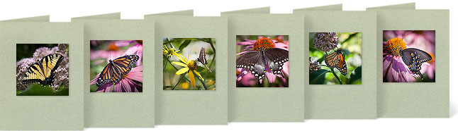 Eastern Yellow Swallowtail on Joe Pye Weed, Monarch on Purple Coneflower, Black Swallowtail on Tall Sunflower, Spicebush Swallowtail on Purple Coneflower, Monarch on Milkweed, Spicebush Swallowtail on Purple Coneflower