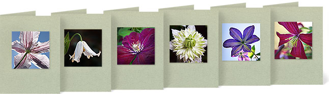 (l-r) C. x 'Andromeda'; C. integrifolia 'Gazelle'; C. x 'Rouge Cardinal'; C. florida 'Flore Pleno'; C. x 'The President'; C. viticella 'Madame Julia Correvon'