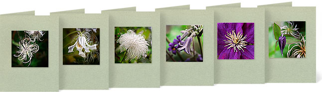 (l-r) C. alpina 'Constance' (seed head);  C. integrifolia 'Hakurei'; C. integrifolia 'Gazelle' (seed head); C. heracleifolia 'Alan Bloom'; C.x 'Lady Betty Balfour'; C. x 'Rooguchi'