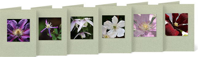 (l-r) C. x 'Barbara Jackman'; C. flammula 'Pretty in Blue'; C. alpina 'Willy'; C. spooneri; C. x 'Hagley's Hybrid'; C. x 'Niobe'