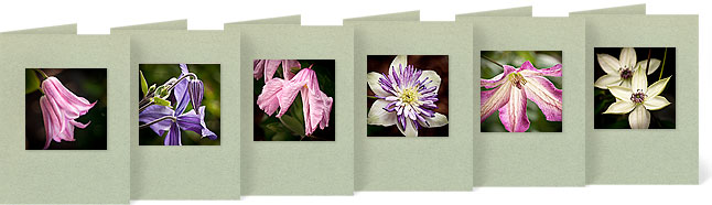 (l-r) C. texensis 'Princess Diana'; C. integrifolia 'Blue Boy'; C. integrifolia 'Alionushka'; C. florida 'Vienetta'; C. viticella 'Minuet'; C. florida 'Pistachio'