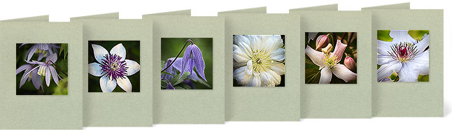 (l-r) C. macropetala 'Blue Bird'; C. florida 'Sieboldii'; C. alpina 'Frances Rivis'; C. x 'Duchess of Edinburgh'; C. montana rubens 'Pink Perfection'; C. x 'Snow Queen'