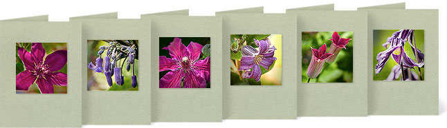 (l-r) C. x 'Jackmanii'; C. tubulosa; C. x 'Huvi'; C. heracleifolia 'China Purple'; C. texensis 'Sir Trevor Lawrence'; C. integrifolia 'Blue Bell'