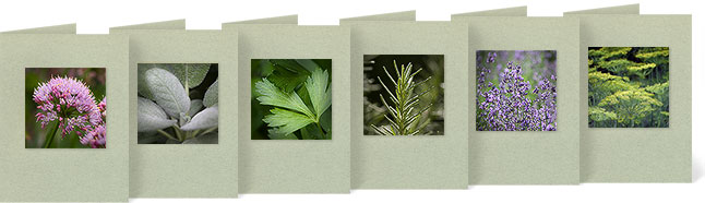 (l-r) Allium schoenoprasum (Chives), Salvia officinalis (Garden sage, Common sage), Petroselinum crispum (Garden Parsley), Rosmarinus officinalis (Rosemary), Lavandula augustafolia Hidcote (Lavender Hidcote), Anethum graveolens (Dill Weed)