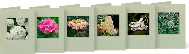 (l-r) Hydrangea arborescens 'Annabelle' (Annabelle Hydrangea), Hydrangea macrophylla (Bigleaf Hydrangea), Hydrangea serrata (Mountain Hydrangea), Hydrangea paniculata 'Tardiva' (Panicle Hydrangea), Hydrangea quercifolia (Oakleaf Hydrangea), Hydrangea anamola sbsp. petiolaris (Climbing Hydrangea)