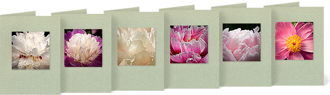 Paeonia lactifolia 'Festiva Maxima';  Paeonia lactiflora 'Santa Fe'; Paeonia suffruticosa 'Renkaku'; Paeonia suffruticosa 'Kamata-Nishiki'; Paeonia lactiflora; Paeonia lactiflora 'Doreen'