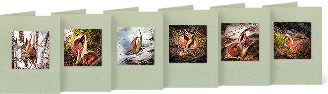 Symplocarpus foetidus (Skunk Cabbage)