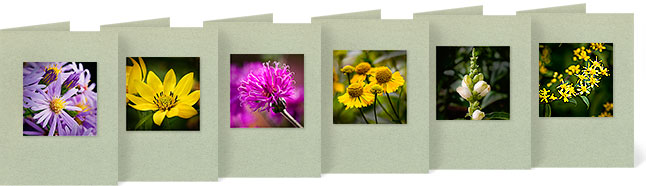 Aster laevis (Smooth Aster), Helianthus giganteus (Tall Sunflower), Vernonia missurica (Missouri Ironweed), Helenium autumnale (Sneezeweed), Chelone glabra (Turtlehead), Solidago caesia (Bluestem Goldenrod)