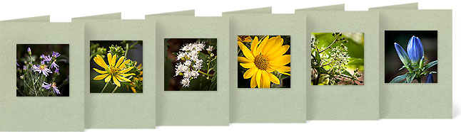 Eurybia macrophylla (Bigleaf Aster), Silphium integrifolium (Rosinweed), Ageratina altissima/Eupatorium rugosum (White snakeroot), Helianthus mollis (Downy Sunflower), Aralia racemosa (American spikenard), Gentiana andrewsii (Bottle Gentian)