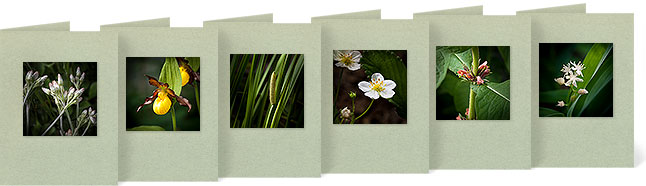 Antennaria plantaginifolia (Pussytoes), Cypripedium pubescens (Yellow Lady's Slipper), Acorus calamus (Sweet Flag),Fragaria virginiana (Virginia Strawberry), Triosteum aurantiacum (Orange-fruited Horse Gentian), Smilacina stellata (Starry False Solomon's Seal)