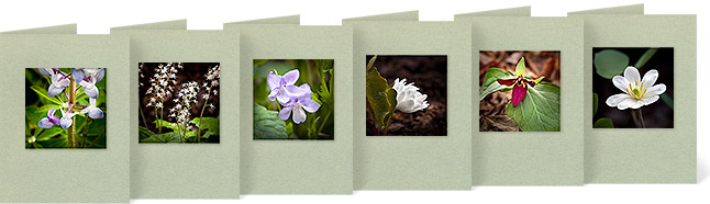 Lupinus perennis (Blue Lupine), Tiarella cordifolia (Foam Flower), Viola rostrata (Longspur Violet), Sanguineria canadensis (Double Bloodroot), Trillium erectum (Red Trillium), Jeffersonia diphylla (Twinleaf)