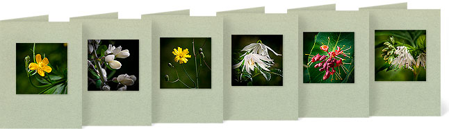 Ranunculus septentrionalis (Swamp Buttercup) Baptisia alba (Wild White Indigo) Hieracium venosum (Rattlesnake Weed) Clematis occidentalis (Early Virgin's Bower) Lonicera dioica (Red Honeysuckle) Hydrophyllum virginianum (Virginia Waterleaf)