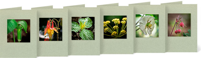 Arisema triphyllum (Jack in the Pulpit), Aquilegia canadensis (Wild Columbine), Asarum canadense (Wild Ginger), Zizia aurea (Golden Alexanders), Podophyllum peltatum (Mayapple), Geum triflorum (Prairie Smoke)