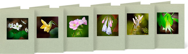 Anemonella thalictroides (Rue Anemone), Viola pubescens (Yellow Forest Violet), Geranium maculatum (Wild Geranium), Mertensia virginica (Virginia Bluebells), Dicentra cucullaria (Dutchman's Breeches), Uvularia grandiflora (Large-flowered Bellwort)