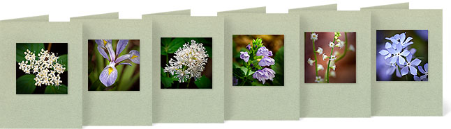 Cornus sericea (Red Twig Dogwood), Lindera benzoin (Spicebush), Actaea pachypoda (White Baneberry), Meehania cordata (Meehan's Mint), Mitella diphylla (Bishop's Cap), Phlox divartica (Woodland Phlox)