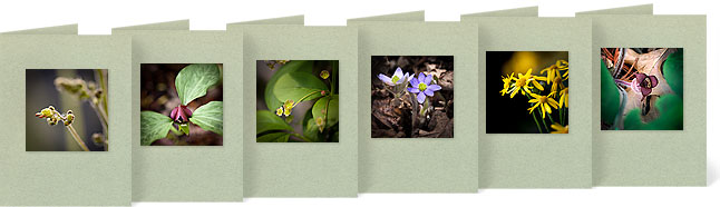 Heuchera americana (Alumroot), Trillium sessile (Toadshade), Euonymous obovatus (Running Strawberry), Hepatica americana (Roundlobe Hepatica), Senecio aureus (Golden Ragwort), Asarum canadensis (Wild ginger)