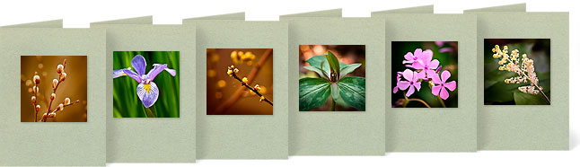 Salix discolor (Pussy Willow), Iris virginica (Southern Blue Flag), Lindera benzoin (Spicebush), Trillium recurvatum (Prairie Trillium), Phlox pilosa (Downy Phlox), Smilacina racemosa (False Solomon's Seal)