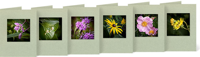 Chamerion angustifolium (Fireweed), Tilia americana (Basswood), Liatris cylindracea (Cylindrical Blazingstar), Rudbeckia fulgida (Orange Coneflower), Rosa carolina (Pasture Rose), Silphium terebinthinaceum (Prairie Dock)