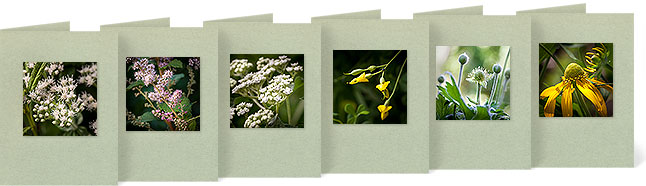 Eupatorium perforatum (Boneset), Spiraea tomentosa (Steeplebush), Parthenium integrifolium (Wild Quinine), Baptisia tinctoria (Yellow Wild Indigo), Anemone virginiana (Thimbleweed), Rudbeckia laciniata (Cutleaf Coneflower)
