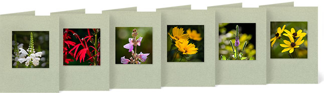 Physostegia virginiana (Obedient Plant), Lobelia cardinalis (Cardinal Flower), Desmodium canadense (Showy Tick Trefoil), Coreopsis lanceolata (Lanceleaf Coreopsis), Verbena stricta (Hoary Vervain), Coreopsis tripteris (Tall Coreopsis)