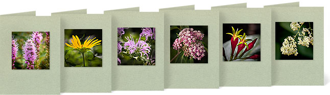 Liatris spicata (Dense Blazing Star), Heliopsis helianthoides (Smooth Oxeye), Monarda fistulosa (Wild Bergamot), Asclepias incarnata (Swamp Milkweed), Spigelia marikandica (Indian Pink), Thalictrum pubescens (Tall Meadow Rue)