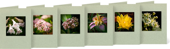 Penstemon digitalis (Foxglove Penstemon), Thalictrum dasycarpum (Purple Meadow Rue), Asclepias syriaca (Common Milkweed), Monarda punctata (Dotted Horsemint), Opuntia humifusa (Eastern Prickly Pear Cactus), Clematis virginiana (Virgin's Bower)