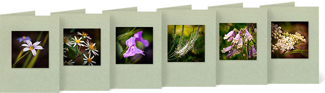 Doellingeria umbellata (Flat-top White Aster), Sisyrinchium Augustifolia (Blue-eyed Grass), Mimulus ringens (Monkey Flower), Veronicastrum virginica (Culver's Root), Penstemon hirsutus (Hairy Penstemon), Asclepias incarnata 'Ice Ballet' (Swamp Milkweed)