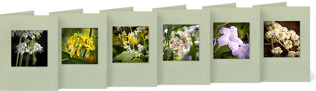 Allium cernuum (Nodding Wild Onion), Cassia hebecarpa (Wild Senna), Echinocystis lobata (Wild Cucumber), Pseudognaphalium obtusifolium  (Sweet Everlasting), Ruella humilis (Wild Petunia), Anaphalis margaritacea (Pearly Everlasting)