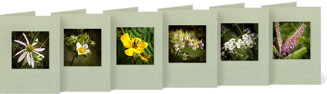 Echinacea pallida (Pale Purple Coneflower), Potentilla arguta (Tall Cinquefoil), Chamaecrista fasciculata (Partridge Pea), Asclepias exaltata (Poke Milkweed), Euphorbia corollata (Flowering Spurge)