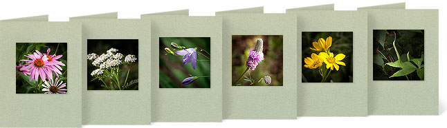 Echinacea purpurea (Purple Coneflower), Achillea millefolium (Common Yarrow), Campanula rotundifolia (Bluebell Bellflower), Dalcea pururea (Purple Prairie Clover), Coreopsis palmata (Stiff or Palm Tickseed), Arisaema dracontium (Green Dragon)