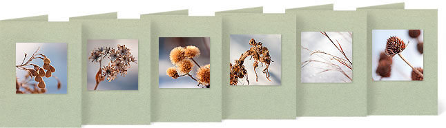 (l-r) Desmodium canadense (Showy Tick Trefoil), Aster novae-angliae (New England Aster), Vernonia missurica (Missouri Ironweed), Lobelia cardinalis (Cardinal Flower), Schizachyrium scoparium (Little Bluestem Grass), Rudbekia triloba (Brown-Eyed Susan)