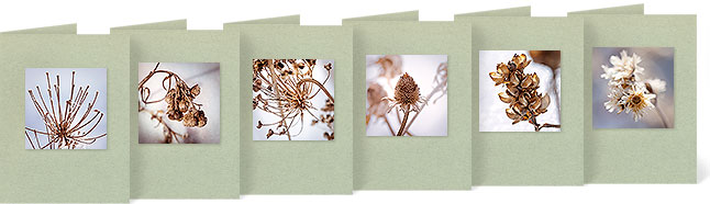 (l-r) Eupatorium purpureum (Joe Pye Weed), Anaphalis margaritacea (Pearly Everlasting), Allium cernuum (Wild Nodding Onion), Rudbeckia fulgida (Orange Coneflower), Chelone glabra (White Turtlehead), Pseudognaphalium obtusifolium (Sweet Everlasting)