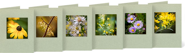 Rudbeckia hirta (Black Eyed-susan), Hamamelis virginiana (Common Witch-hazel), Aster cordifolius (Heart Leaved Aster), Solidago flexicaulis (Zigzag Goldenrod), Aster novae-angliae (New England Aster), Solidago riddellii (Riddell's Goldenrod)