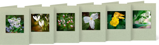 Polemonum reptans (Jacob's Ladder), Dodecatheon meadia (Shooting Star), Thalictrum dioicum (Early Meadow Rue), Trillium grandiflorum (Large-flowered Trillium), Stylophorum diphyllum (Wood Poppy), Polygonatum biflorum (Smooth Solomon's Seal)