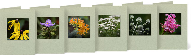 Ratibida pinnata (Gray Headed Coneflower), Tradescantia ohiensis (Spiderwort), Asclepias tuberosa (Butterfly Milkweed), Pycnanthemum virginianum (Virginia Mountain Mint), Eryngium yuccifolium (Rattlesnake Master), Filipendula rubra (Queen of the Prairie)