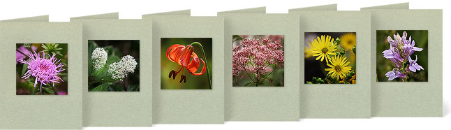 Liatris aspera (Rough Blazing Star), Ceanothus americanus (New Jersey Tea), Lilium michiganense (Michigan Lily), Eupatorium purpureum (Sweet Joe Pye), Silphium perfoliatum (Cup Plant), Lobelia siphilitica (Great Blue Lobelia)