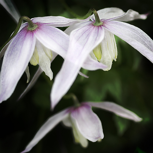 Clematis alpina 'Willy'
