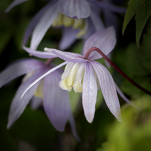 Clematis macropetalla 'Blue Bird'