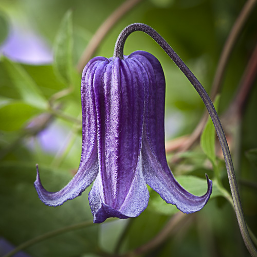 Clematis x 'Rooguchi'