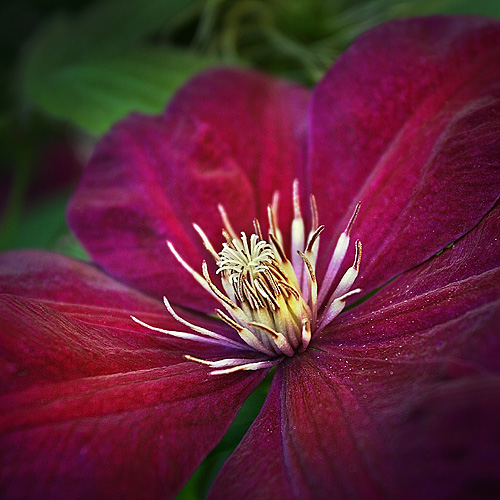 Clematis x 'Rouge Cardinal'