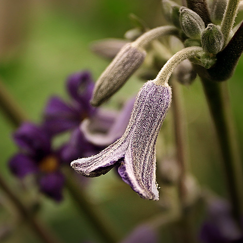 Clematis heraclifolia 'Alan Bloom'