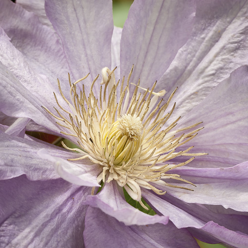 Clematis 'Proteus'