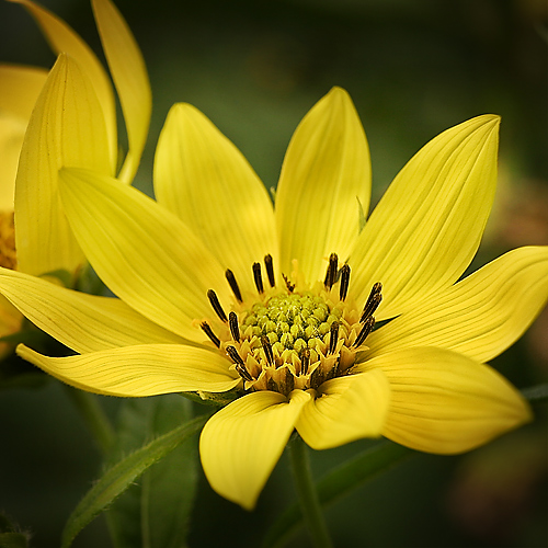 Helianthus giganteus (Tall Sunflower)