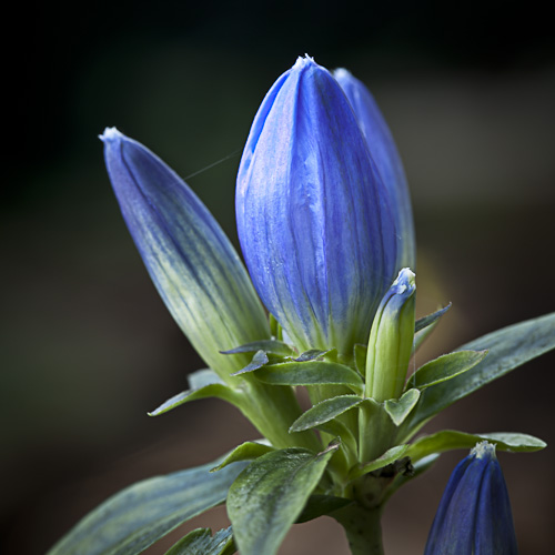 Gentiana andrewsii (Bottle Gentian)