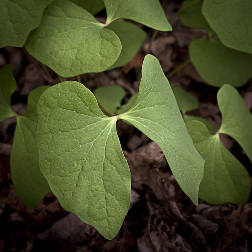 Jeffersonia diphylla (Twinleaf)  leaves