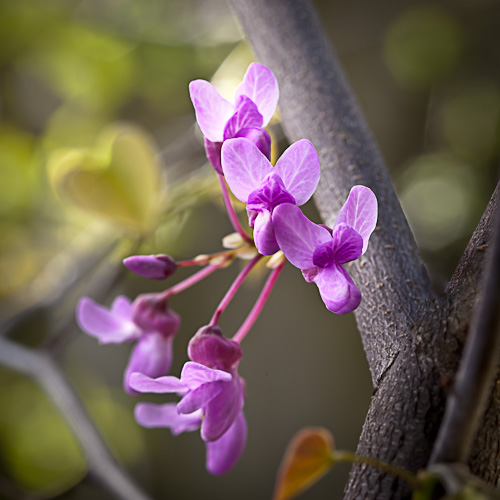 Cercis canadensis (Eastern Redbud)