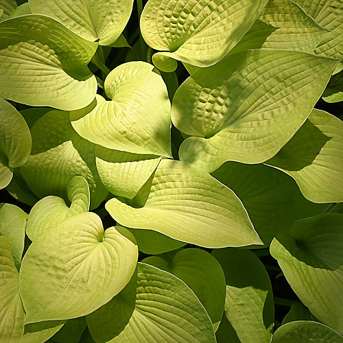 Hosta (0279)
