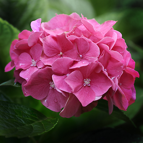 Hydrangea (9592)